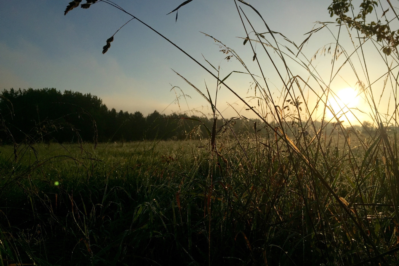 Les marais de la Canche au coucher du soleil